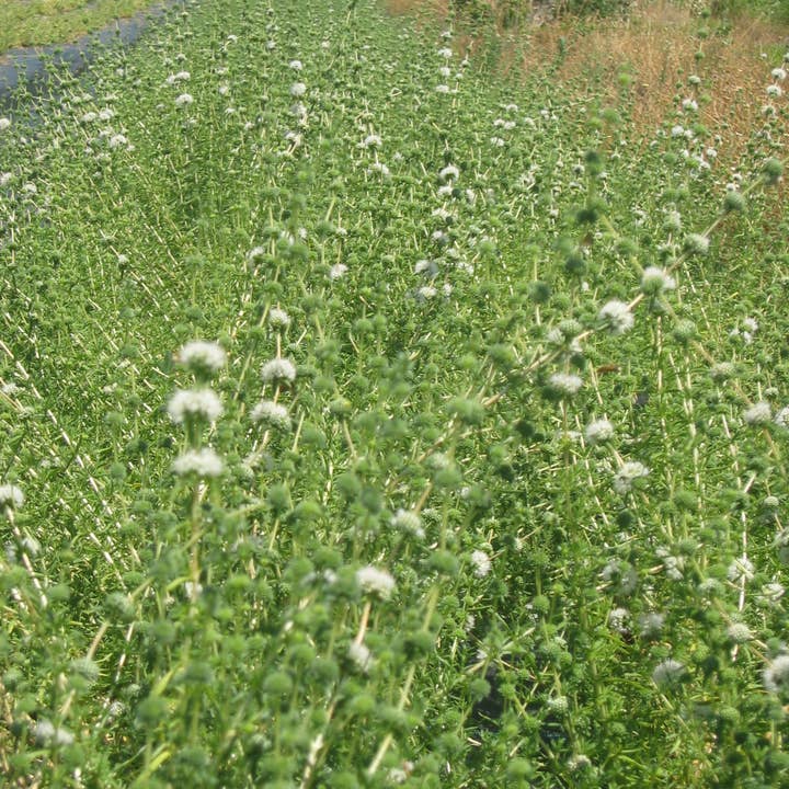 Ervas da Zoé - Wholesale Herbs - 82. Seasoning herbs “Ribeira Mint Leaf” Bio 12g2