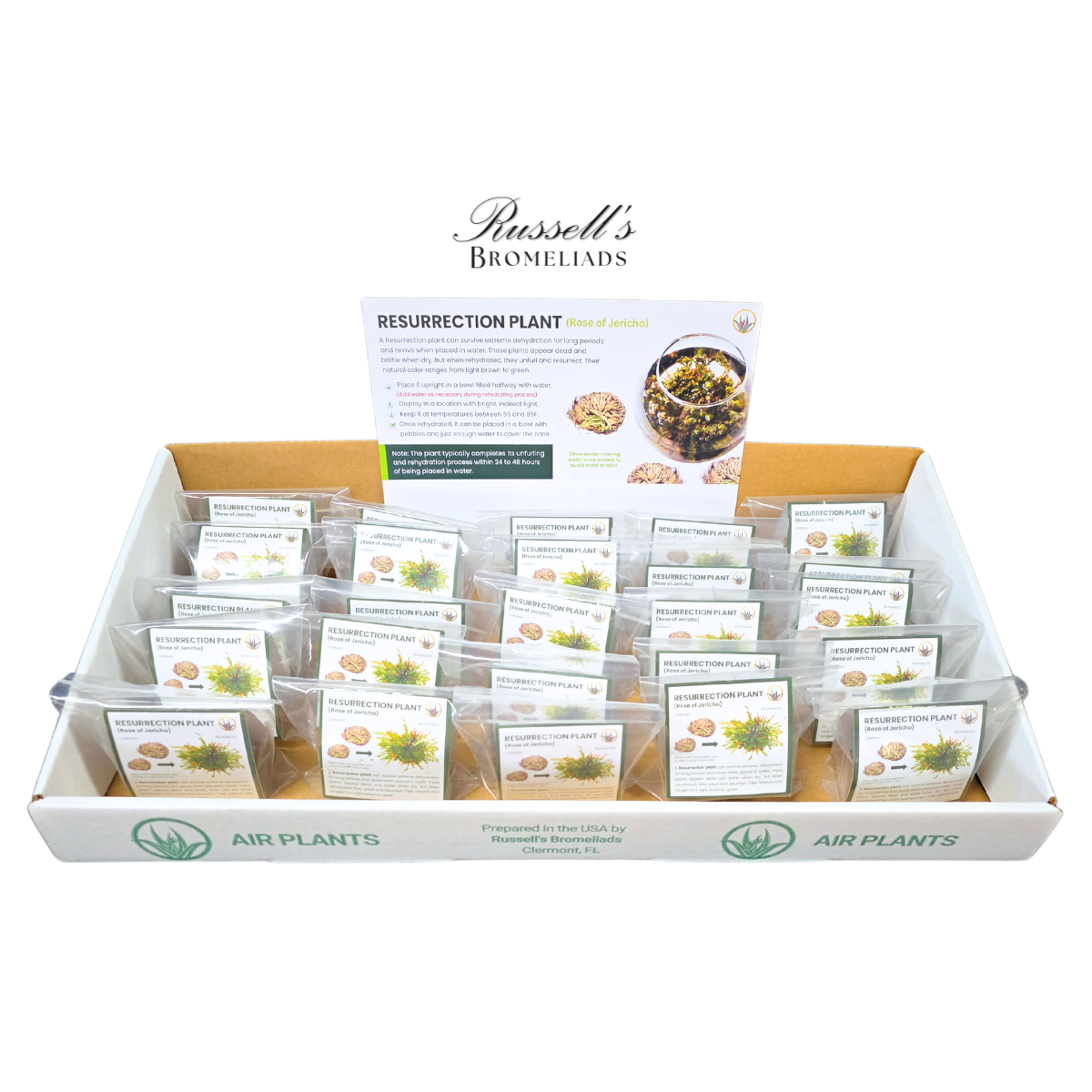 Russell's Bromeliads - Wholesale Live Plant - Resurrection Plant Set in Display Case - Full Pack7