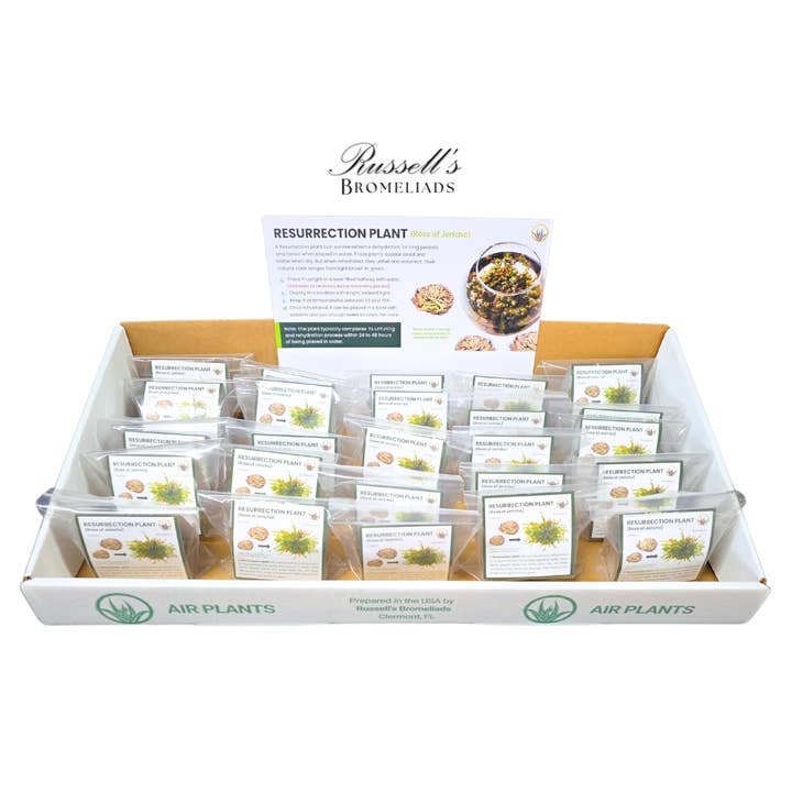 Russell's Bromeliads - Wholesale Live Plant - Resurrection Plant Set in Display Case - Full Pack7