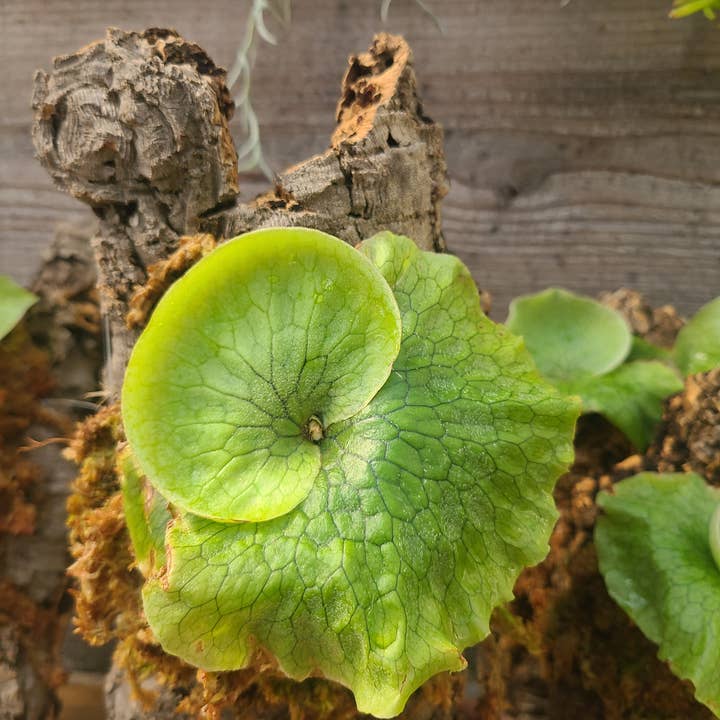 Mounted Platycerium superbum for wholesale by Buzz + Thrive Gardens