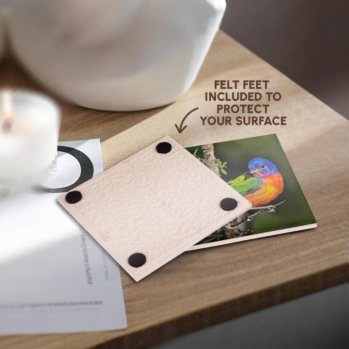 3dRose - Wholesale Coasters - 3dRose, Painted bunting foraging in brush country near the Rio Grande, Texas., Coaster3