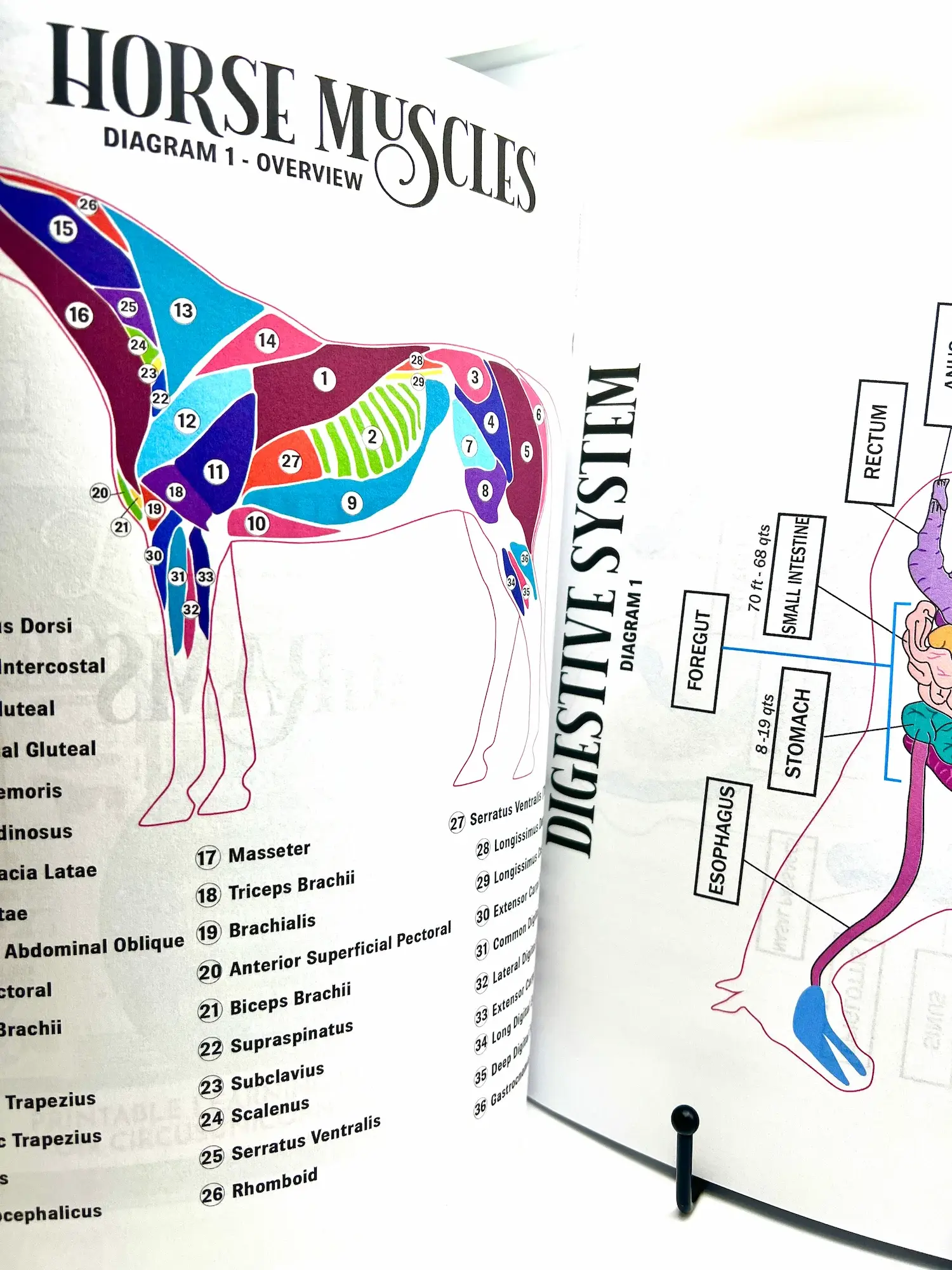 Circus Unicorn Shop - Wholesale Book - Kids - Horse Workbook Vol. II3