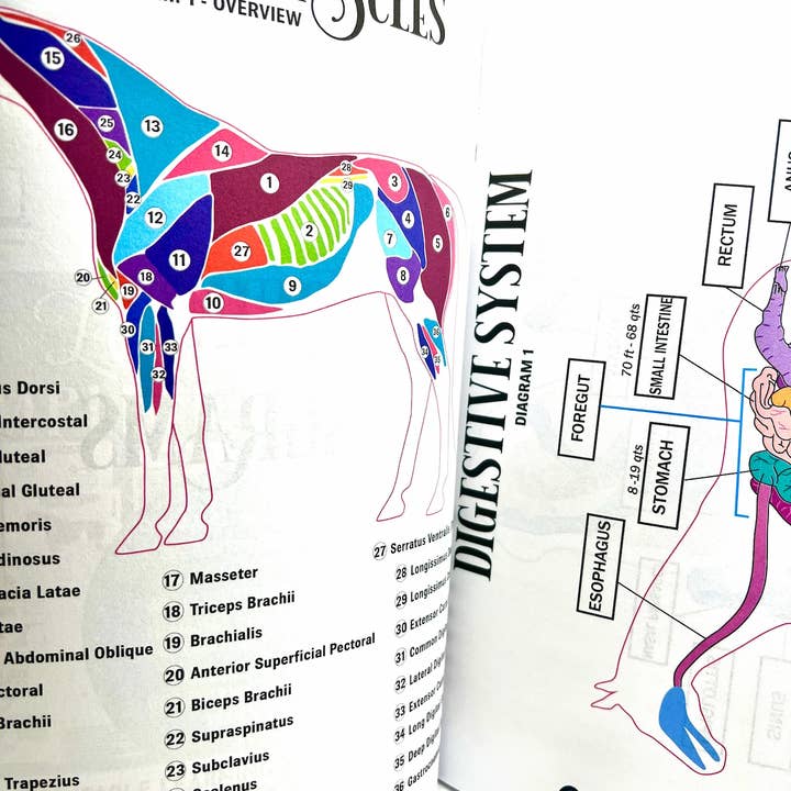 Circus Unicorn Shop - Wholesale Book - Kids - Horse Workbook Vol. II3