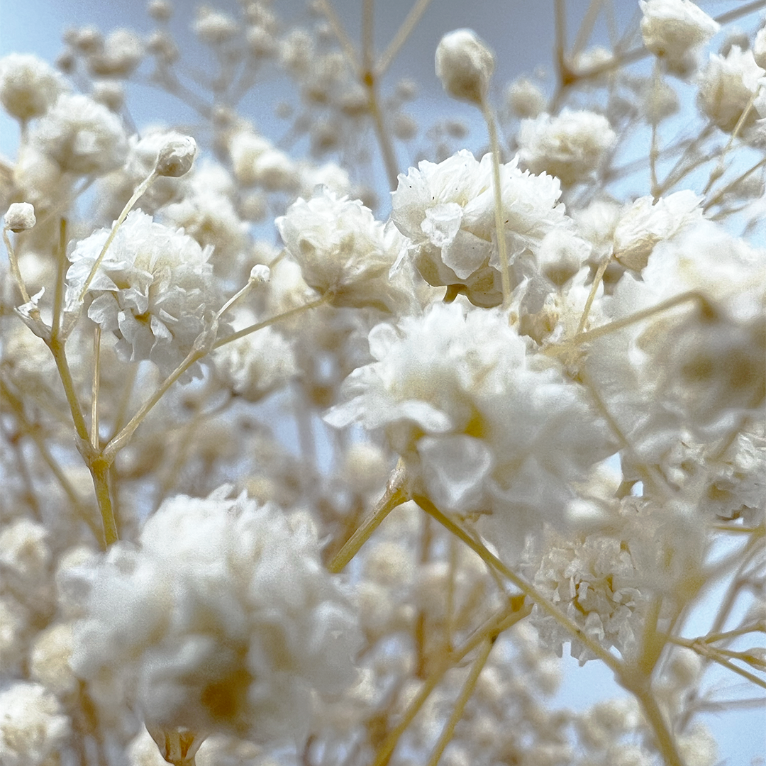 2626 Designs - Wholesale Dried/Pressed Flowers - Preserved Gypsophila, Baby's Breath,24" long9