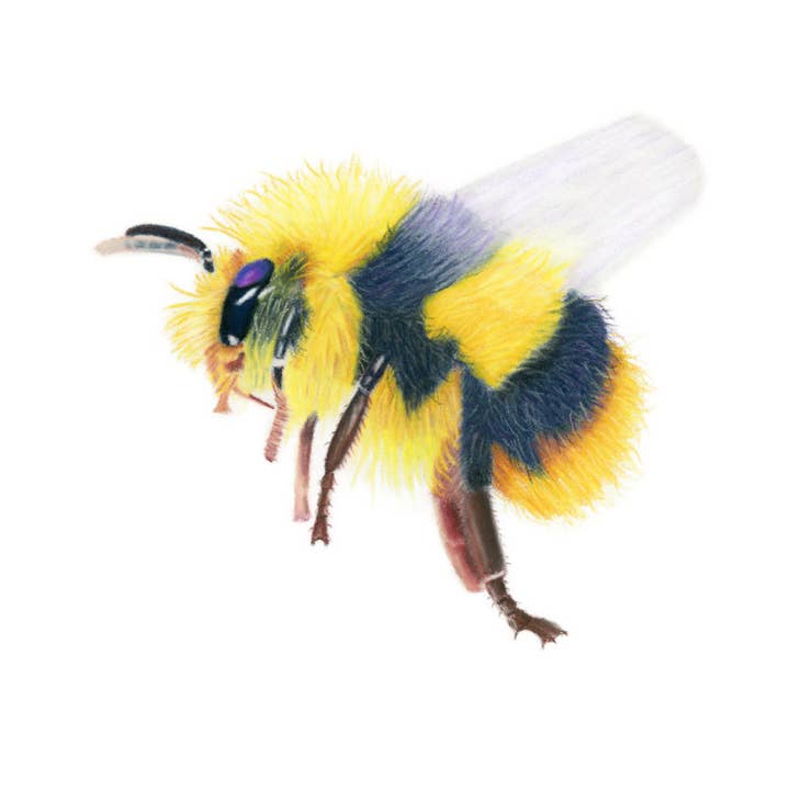 Bee Giclee Mounted Print for wholesale by Alan Taylor Art