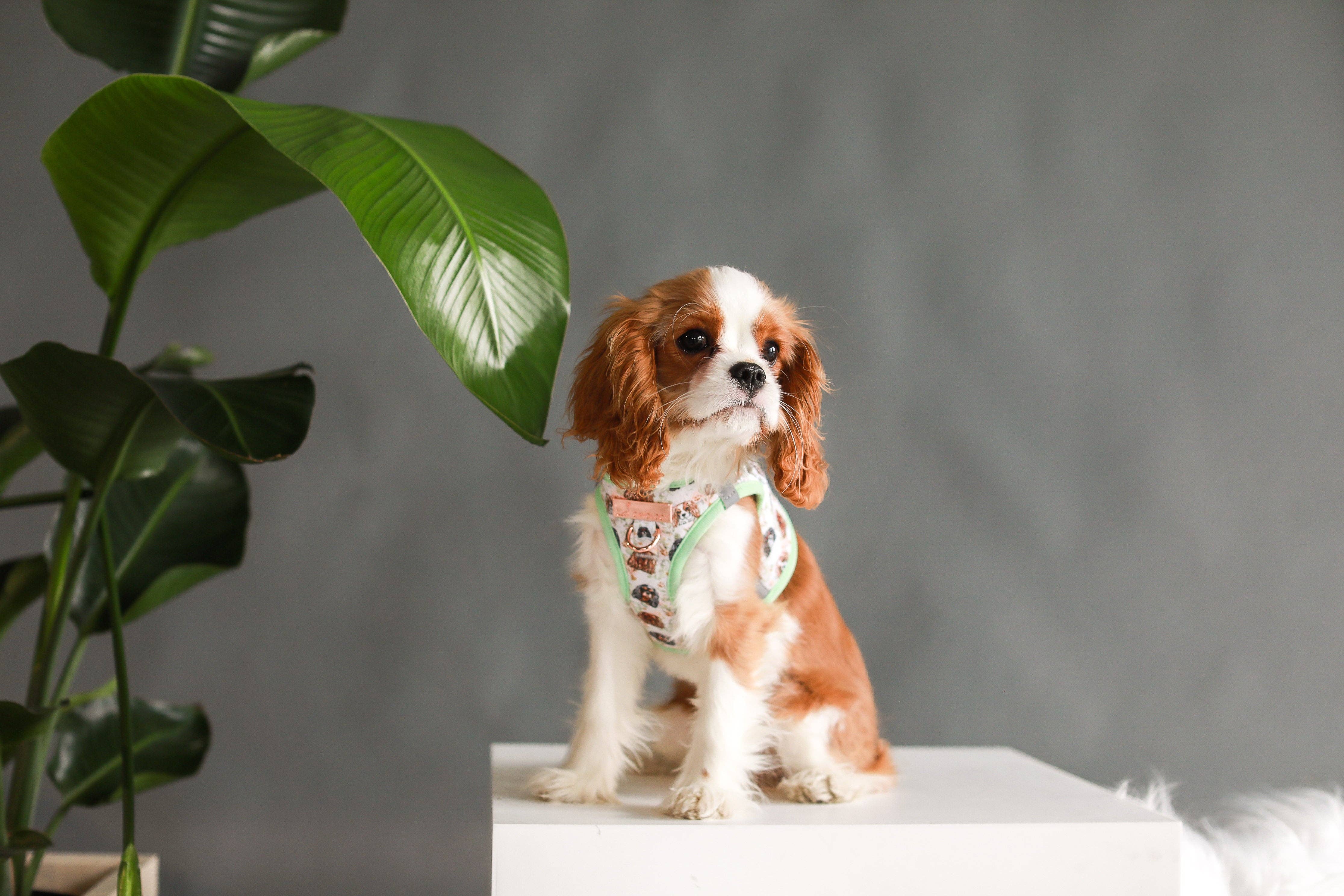 Cavology - Vendita all'ingrosso Pettorina - Cani - PETTORINA PER CANI STEP IN - Cavalier King Charles Spaniel2