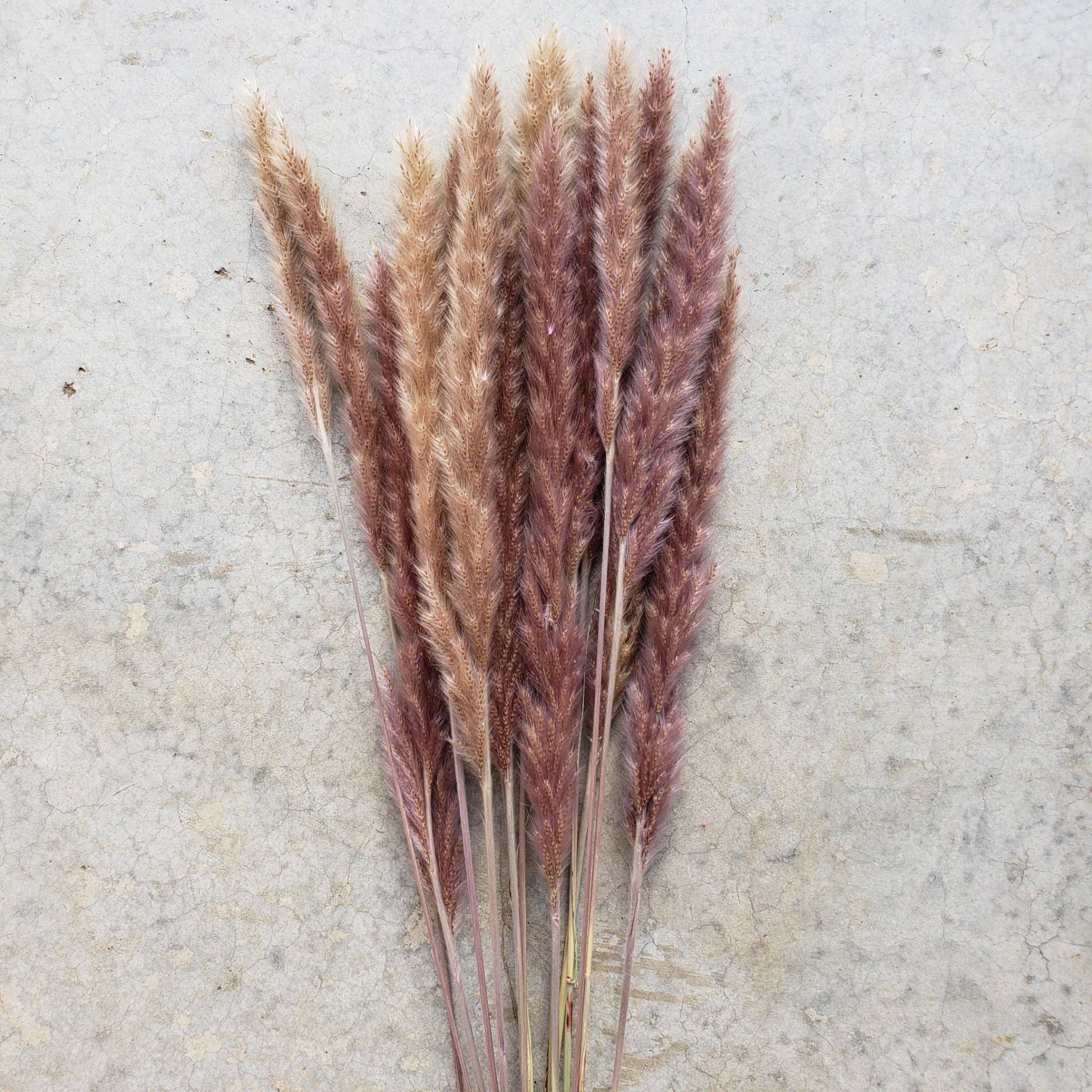 BLOOMINGFUL.COM - Wholesale Dried/Pressed Flowers - Dried Pampas Grass, 24-28" Small - Natural Brown (033)1