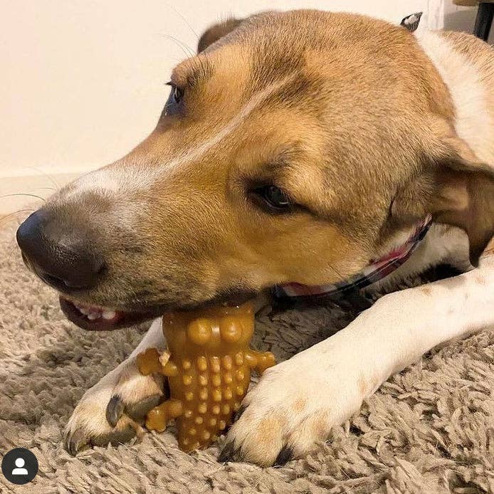 Miro & Makauri – wholesale Pet treats – Dog – Vegan Dog Treats - Maks Patch Peanut Butter Crocodiles0