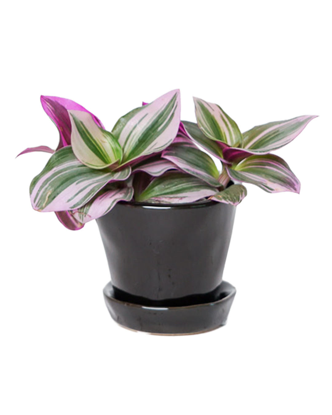 Chive - Wholesale Plant Pot - Tika Ceramic Pots With Saucer And Drainage Hole - 3"0