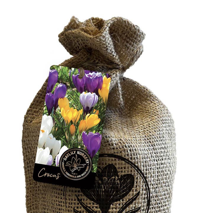 Let 'Em Bloom - Wholesale Plant Seeds - 60 Jumbo Crocus Mixture Bulbs in Custom Burlap Bag 0