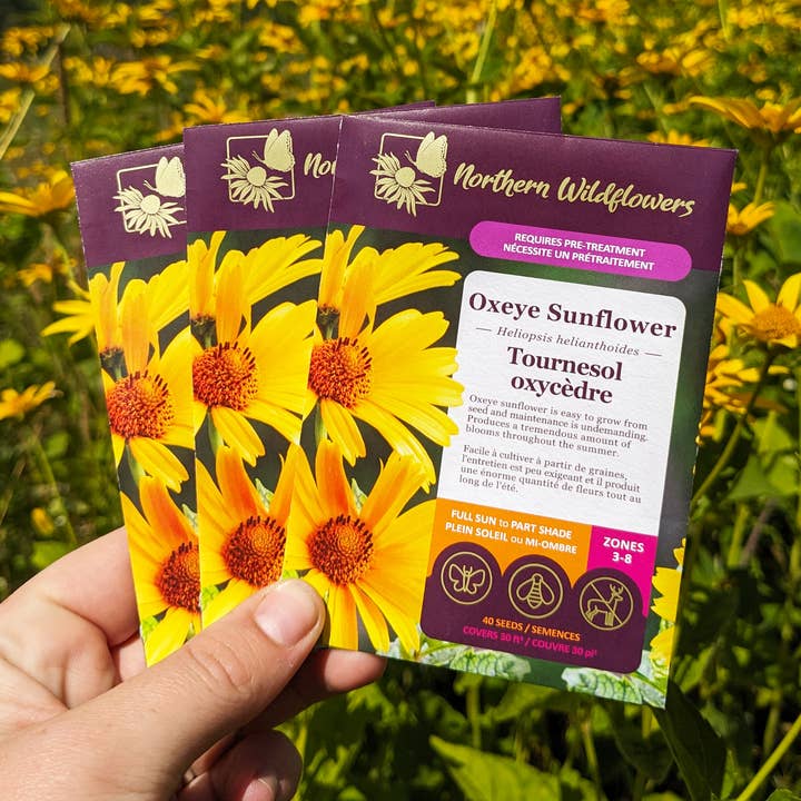Semences de fleurs sauvages Tournesol oxycedre pour la vente par Northern Wildflowers