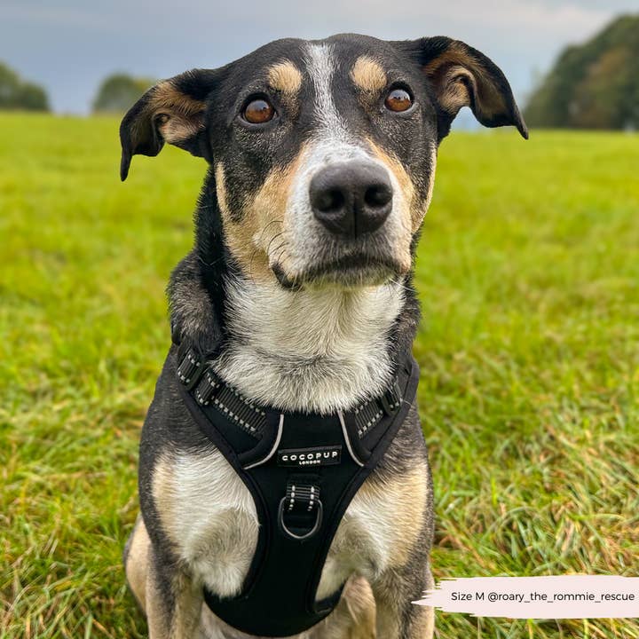 Cocopup London – wholesale Sele - Hund – Utforska Harness - NAKD Lakrits