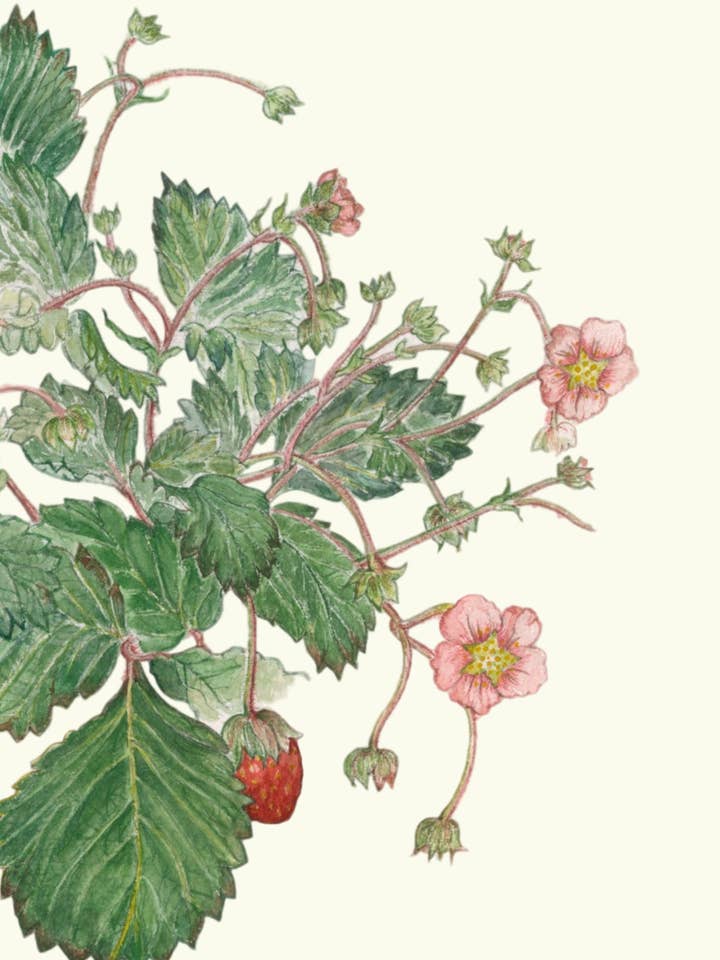 Strawberry greeting card for wholesale by Leafy Lexicon