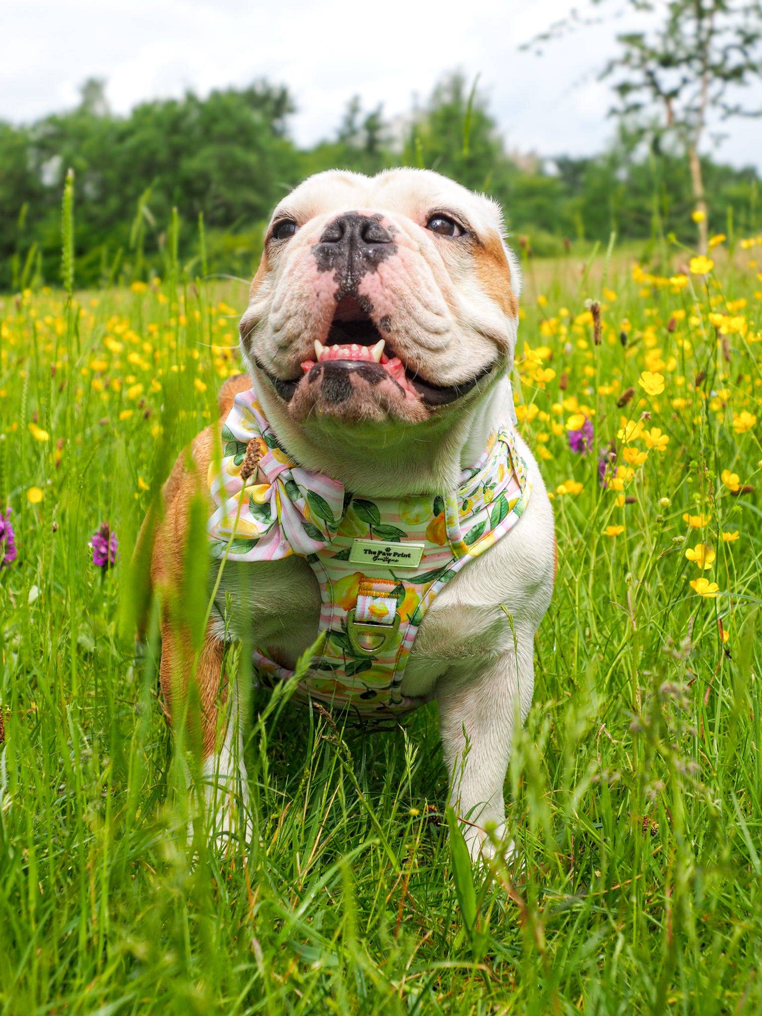 The Paw Print Boutique – wholesale Pet bow tie – Dog – La Dolce Vita Bow Tie3