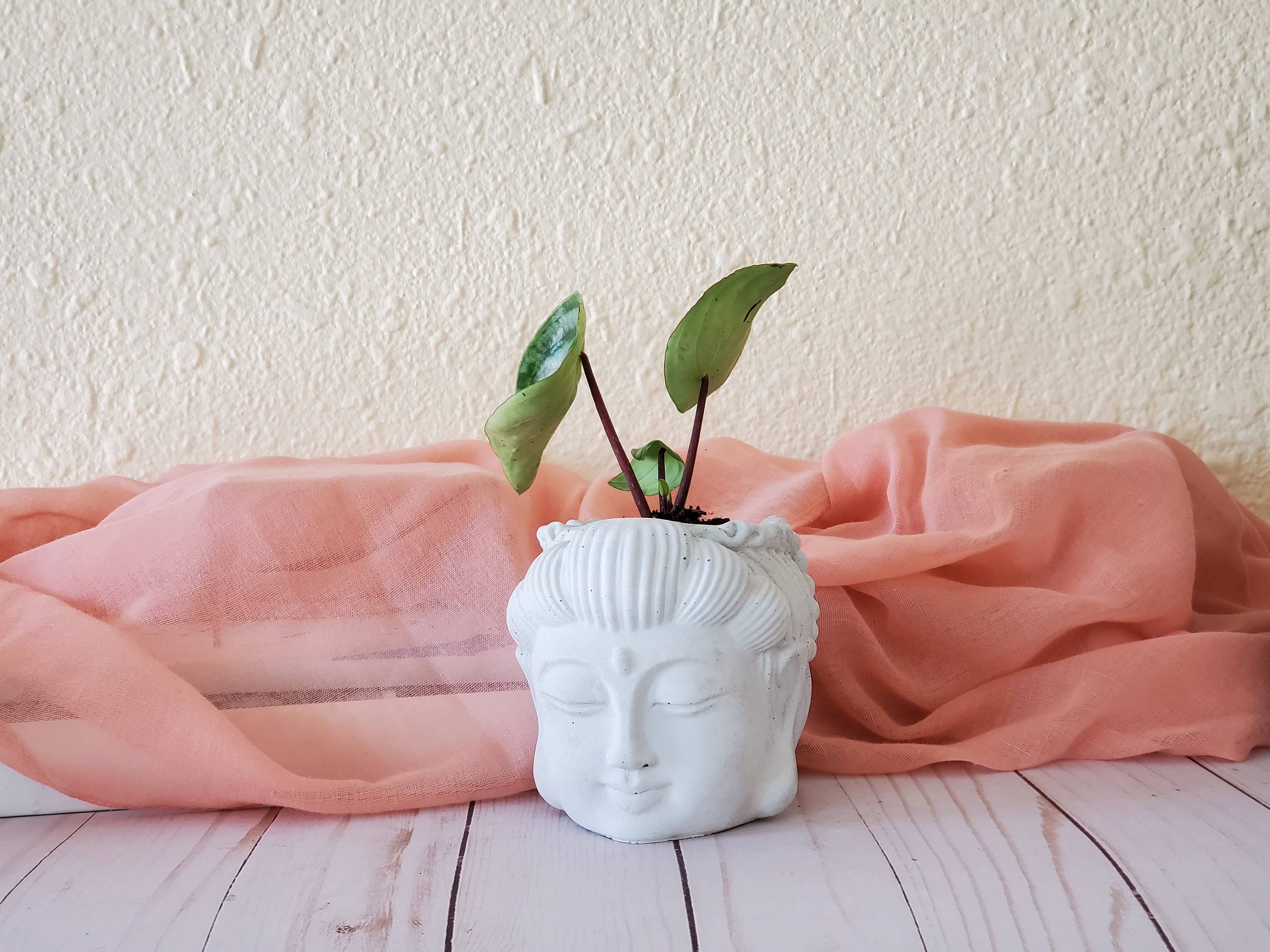 House Americana - Wholesale Plant Pot - Serenity Buddha Head Concrete Planter With Drainage3