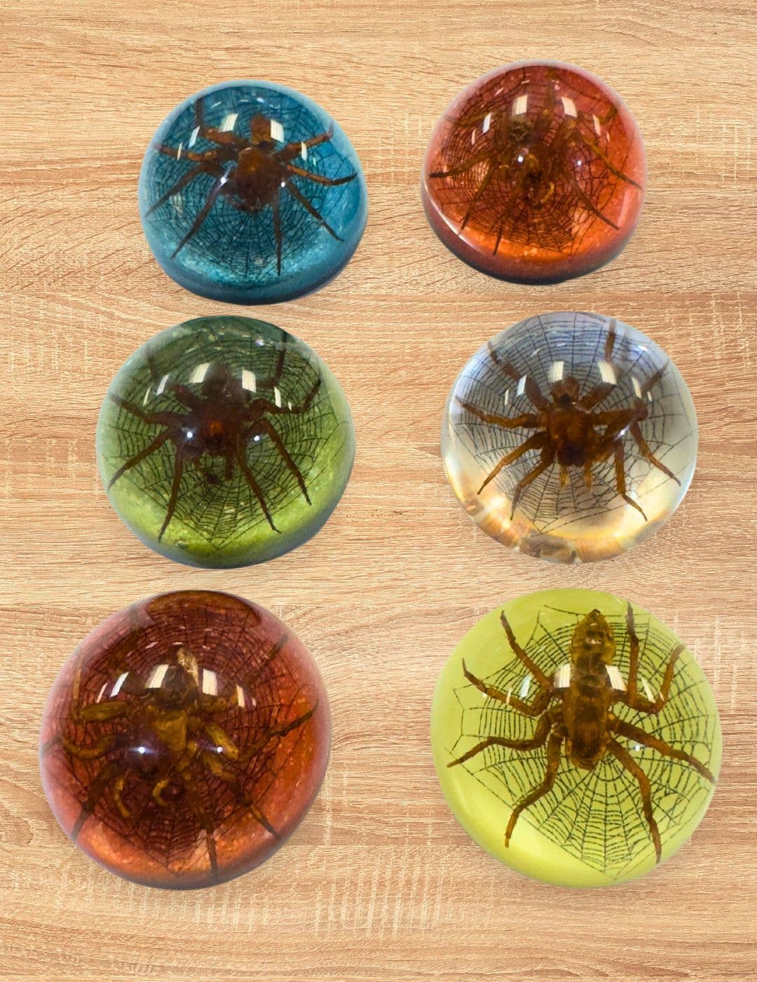 El Paso Saddleblanket - Wholesale Paper Weight - Small Half Dome Spider Paperweight