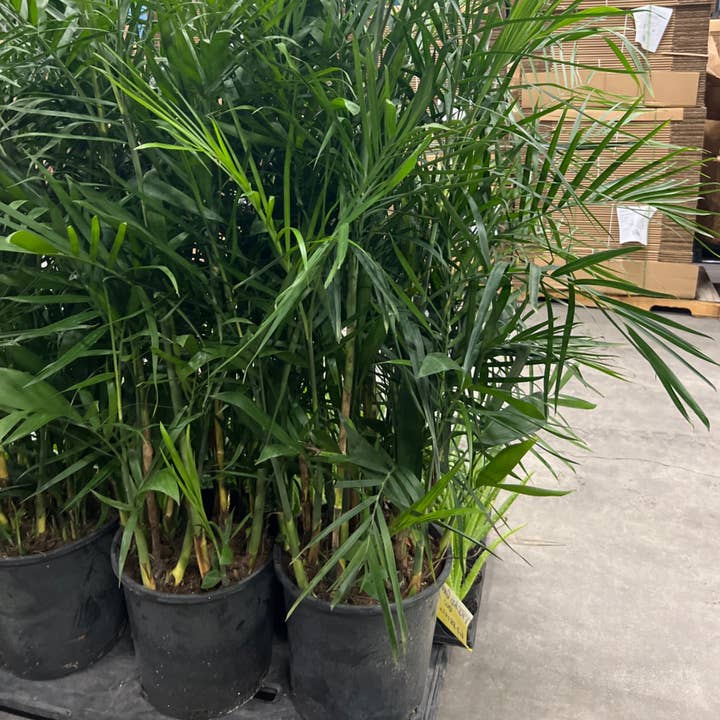 Palm Chamaedorea Seifrizii, 14 po pour la vente par Triad Plants