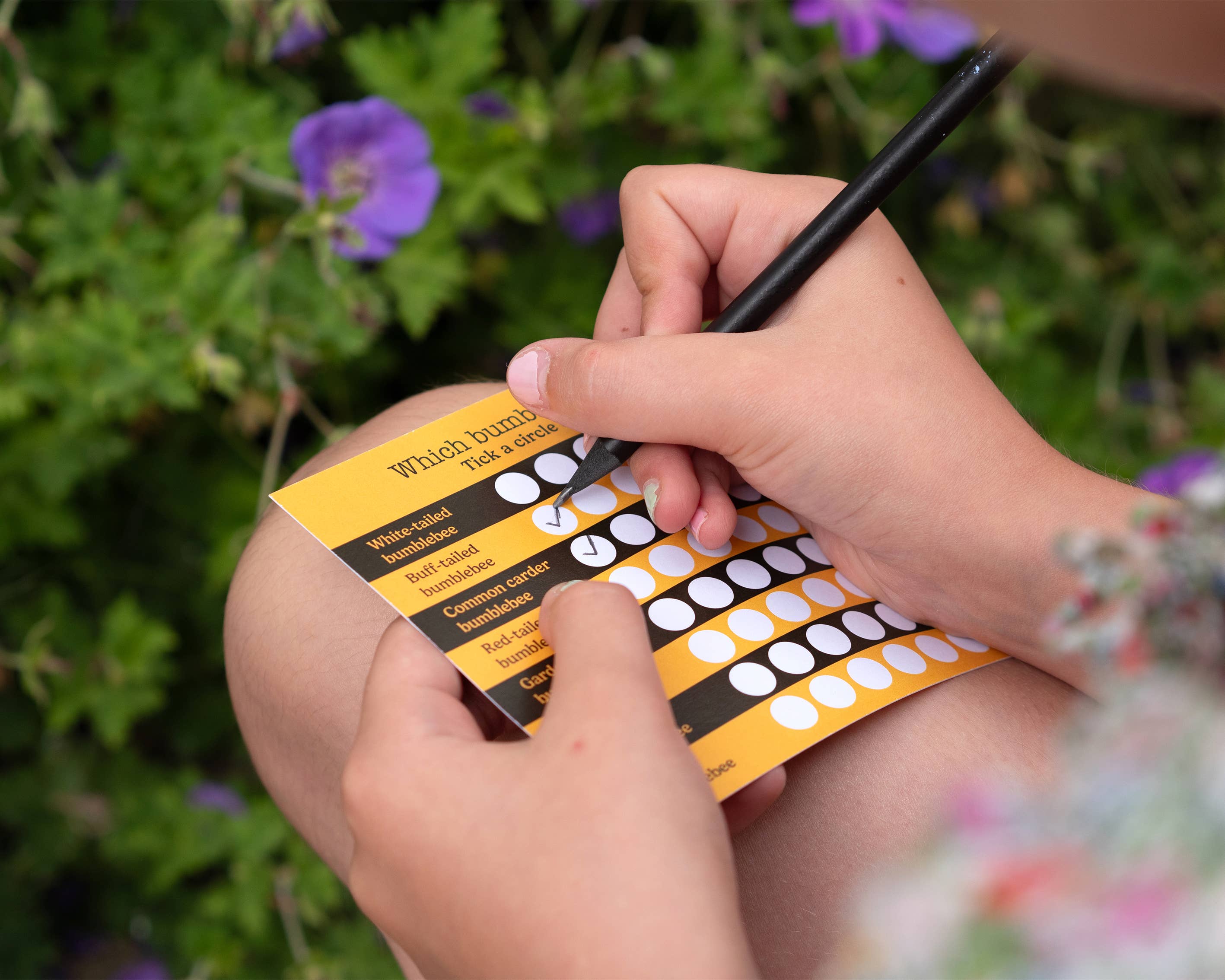 Urbee – Engroshandel Læringskort - Børn og baby – Bee Box - kun tilgængelig i Storbritannien6