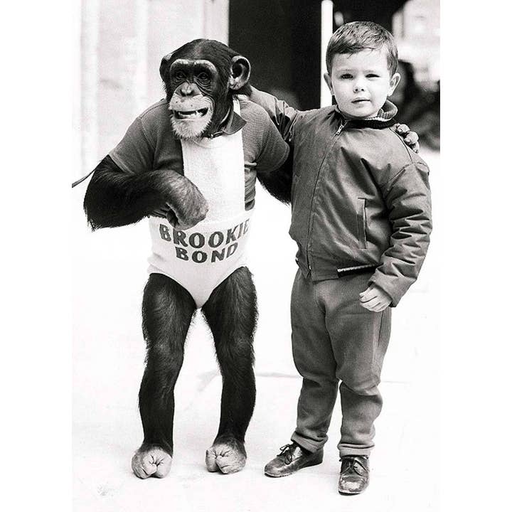 Bobo de Chimpansee & Zijn Vrienden voor wholesale door Retrospect Greeting Cards