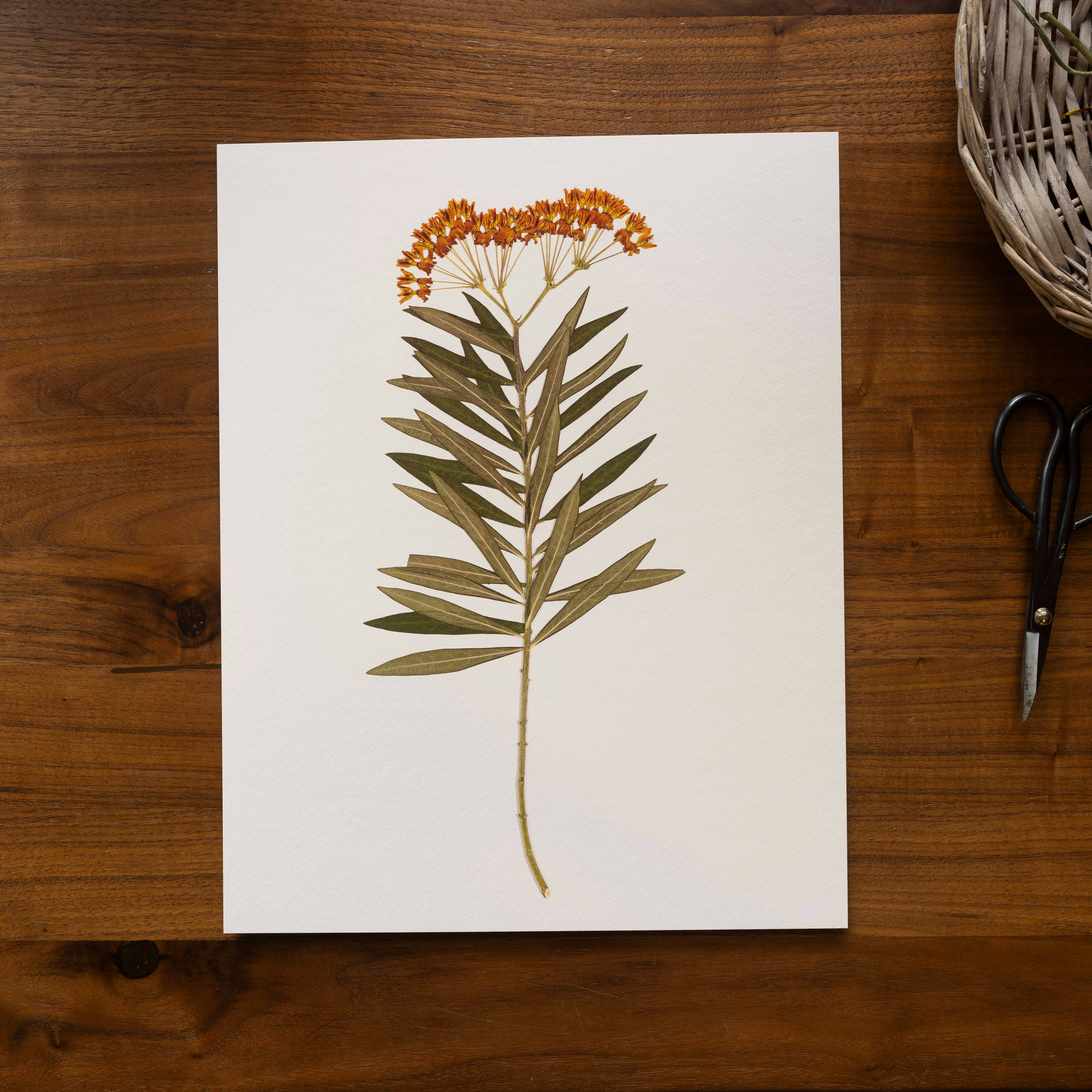 Hope Steinle Pressed Flower Art - Wholesale Art Print - Pressed Flower Fine Art Print - "Milkweed Moment"1