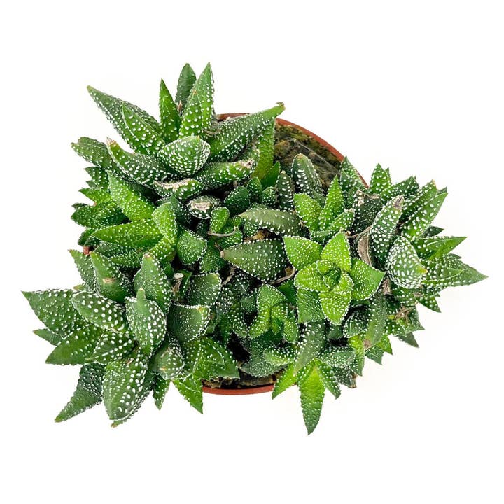 Haworthia attenuata Enon 2in/ 4in Succulent Grower Pot for wholesale by Best Plant Friend