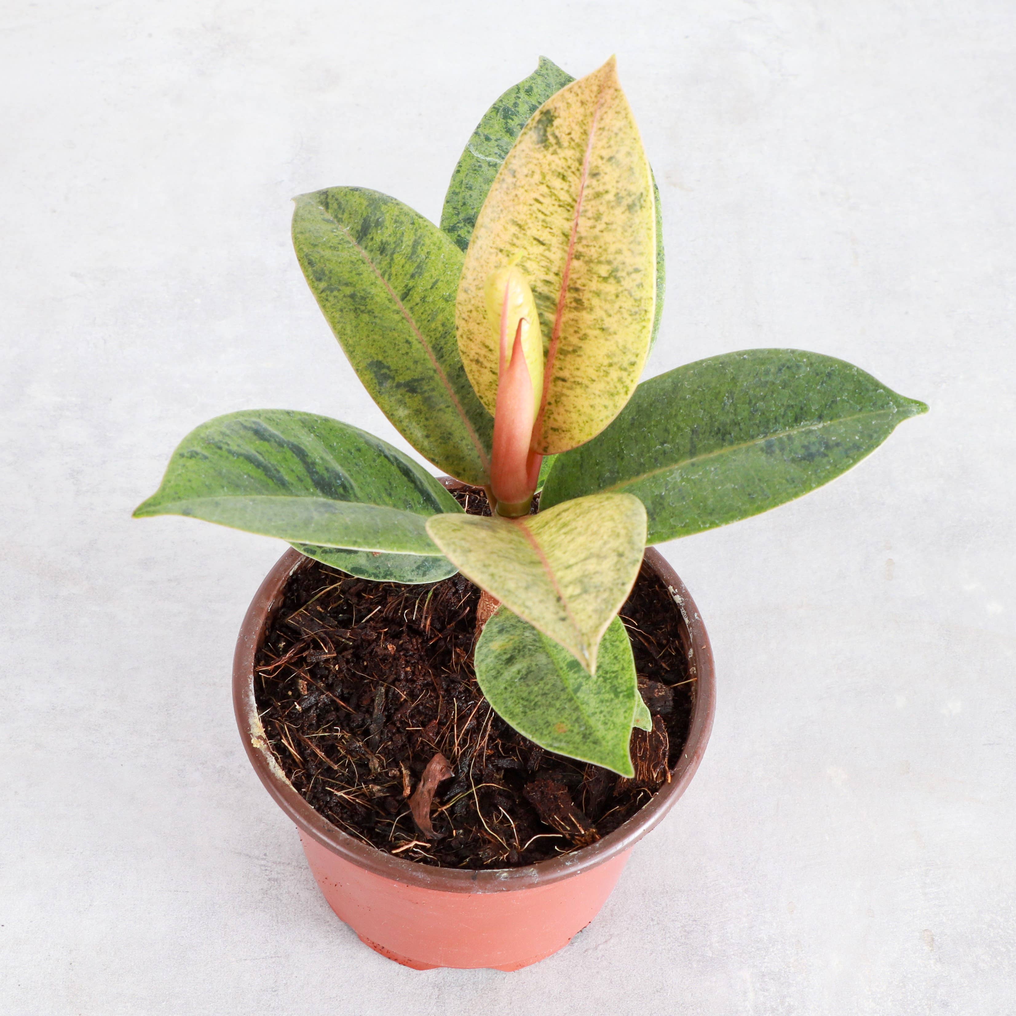 Thorsen's Greenhouse - Wholesale Live Plant - Ficus Shivereana Moonshine Variegated - 4" Live Plant - Rare2