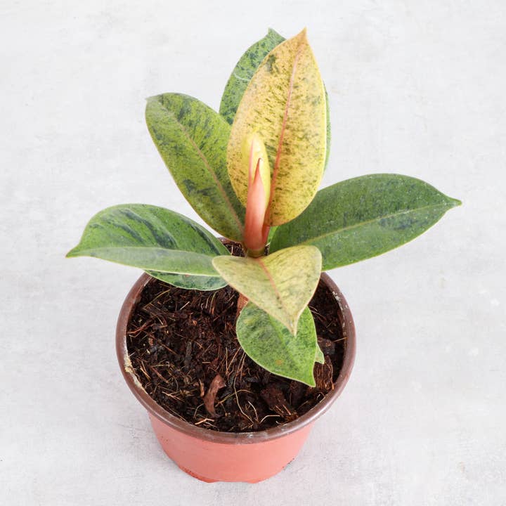 Thorsen's Greenhouse - Wholesale Live Plant - Ficus Shivereana Moonshine Variegated - 4" Live Plant - Rare2