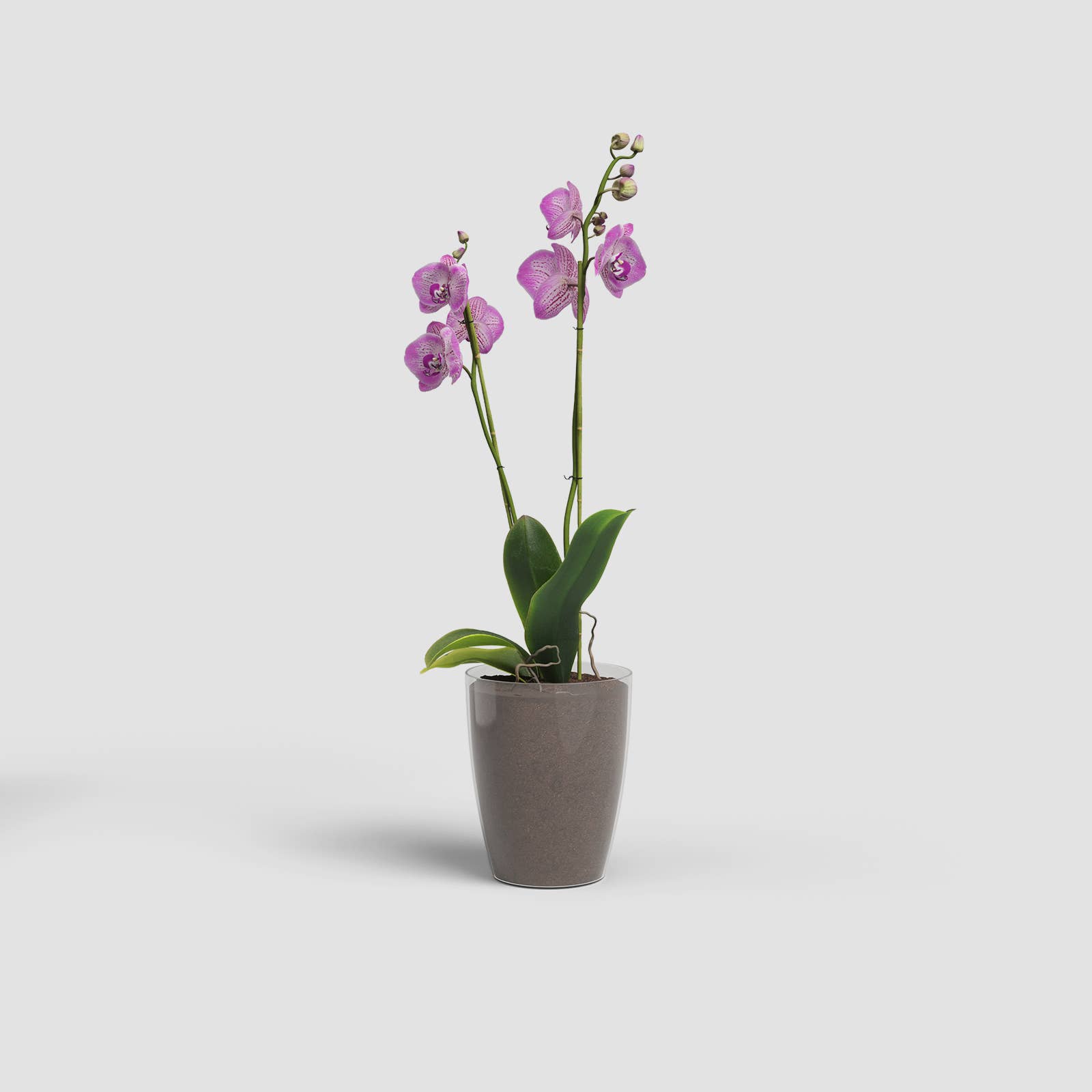 ARTEVASI, SA - Wholesale Vase - Plastic orchid pot1