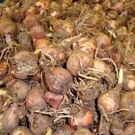 Il Mercante di Terra - Wholesale Dried/Dehydrated Vegetables - Lampascioni in extra virgin olive oil1