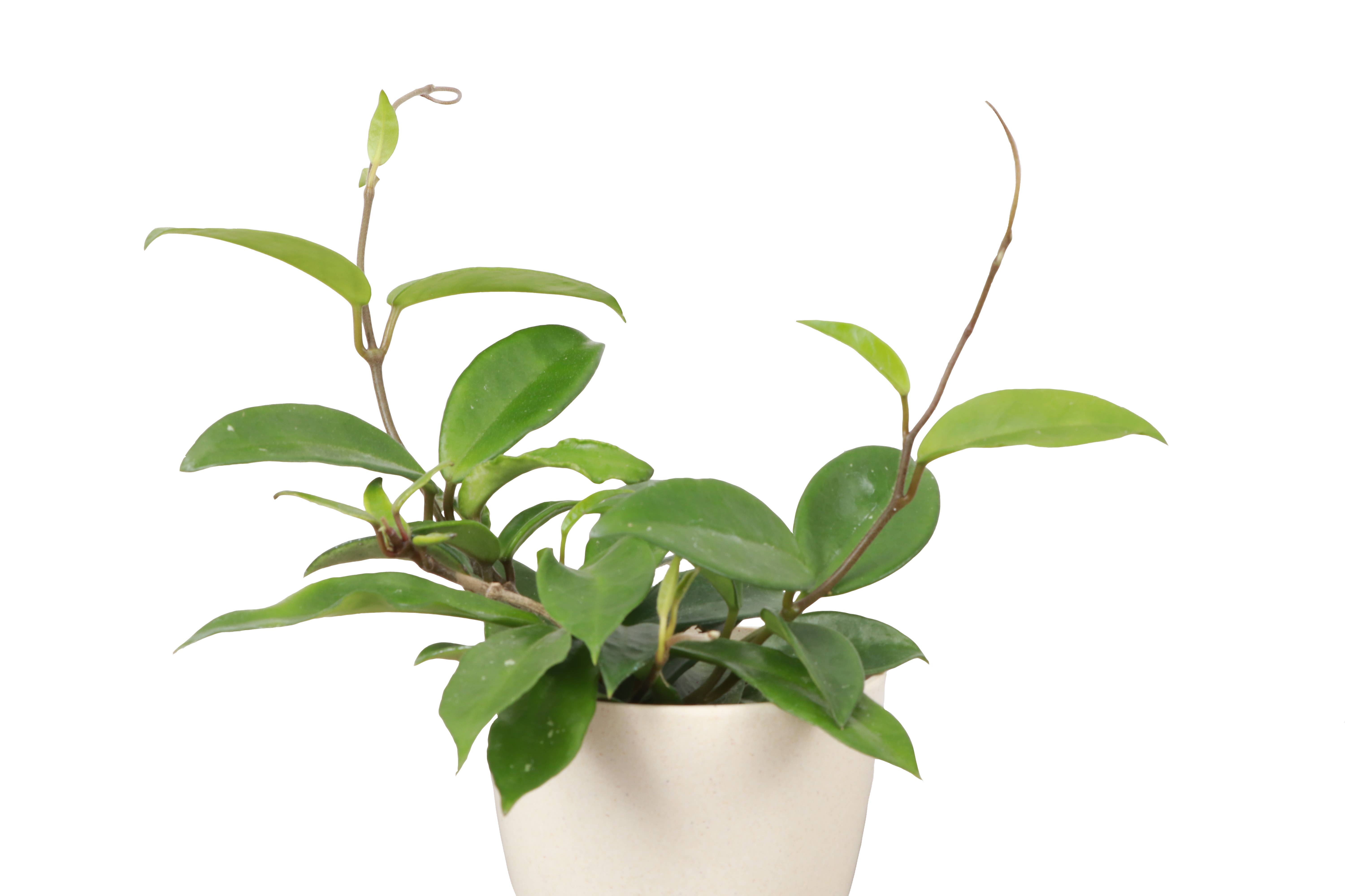 Thorsen's Greenhouse - Wholesale Live Plant - Hoya Carnosa - Wax Plant - Live Plant3