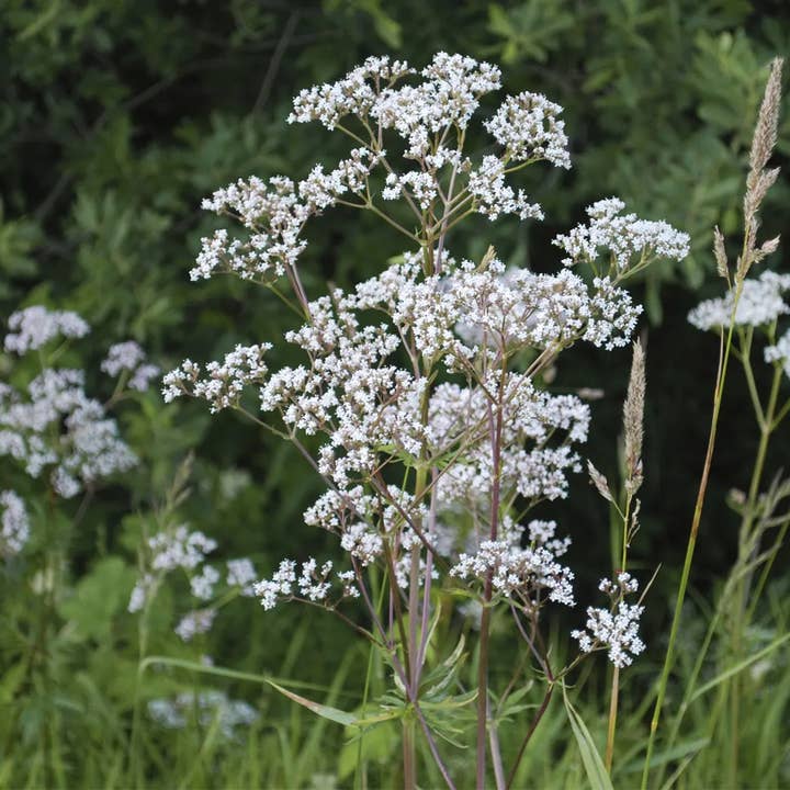 Anise Herbal Tincture for wholesale by Daydream Organics | Prairie Doctor Brand