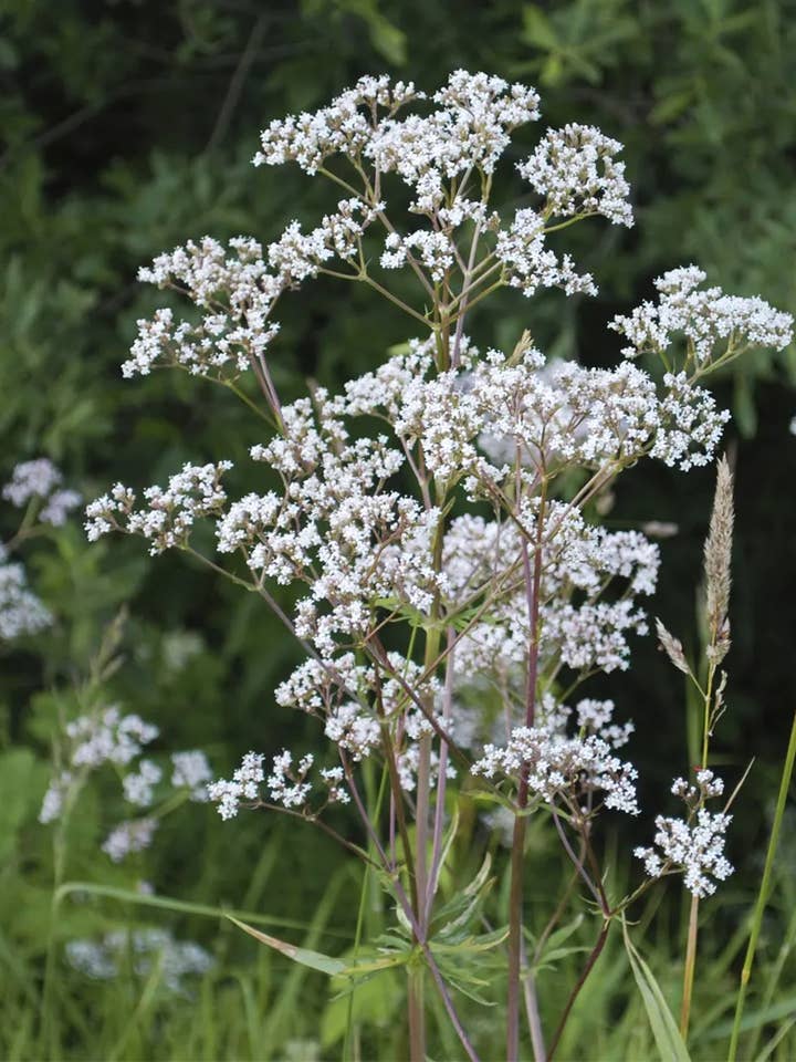 Anise Herbal Tincture for wholesale by Daydream Organics | Prairie Doctor Brand