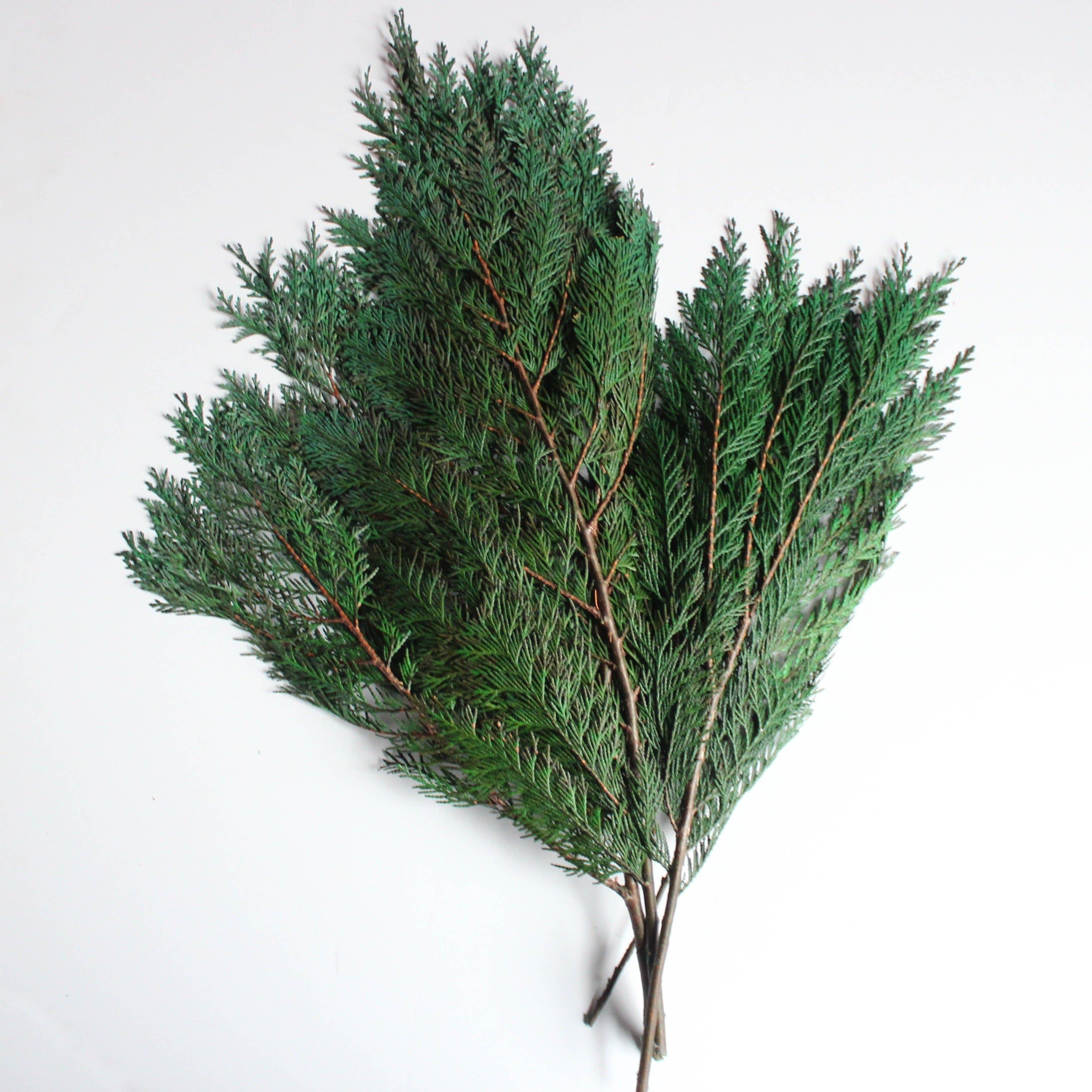 Green Cedar - Preserved for wholesale on Faire1
