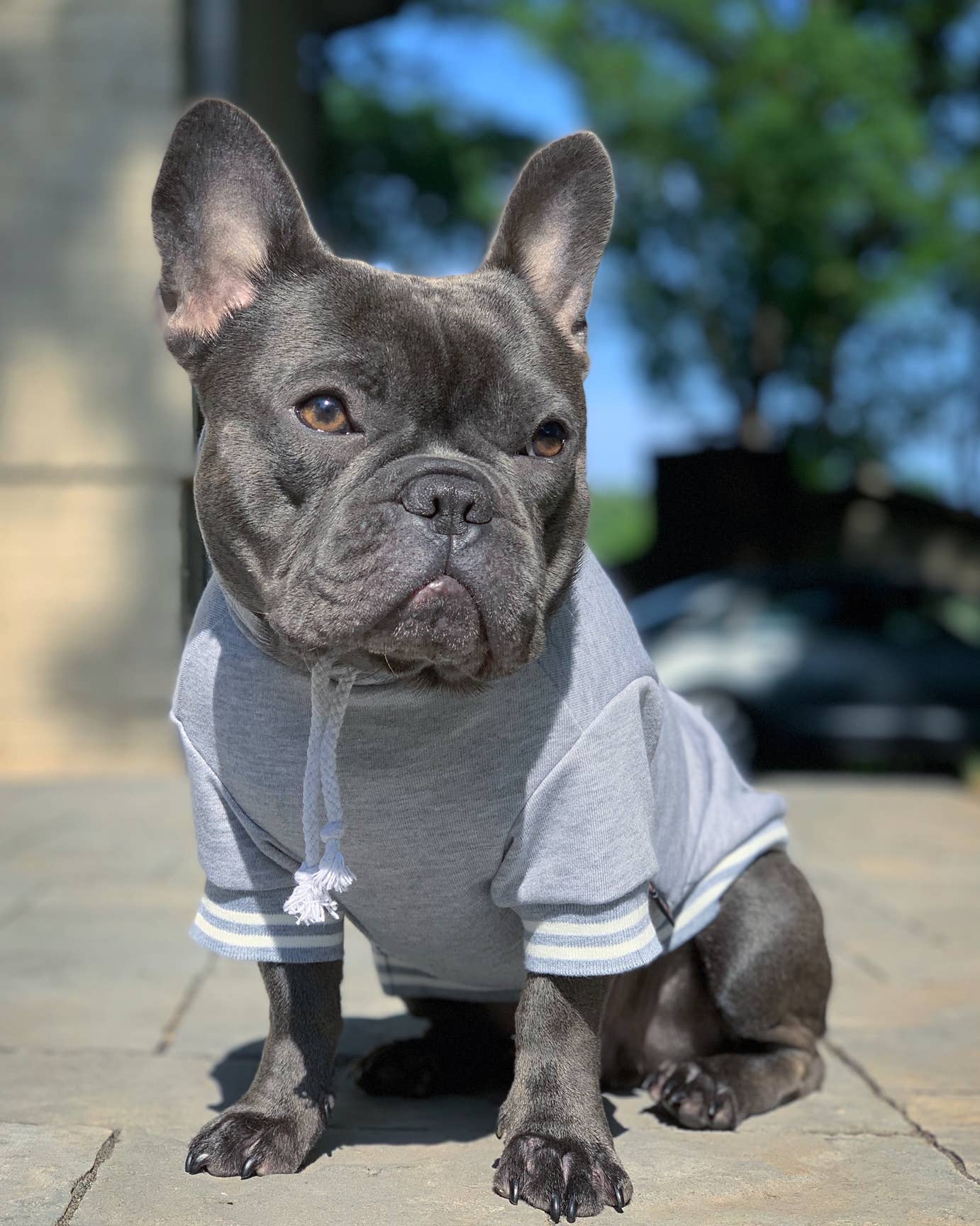 Parisian Pet® - Wholesale Pet Hoodie - Dog - Blessed Hoodie – Comfortable & Fashionable Dog Outfit3