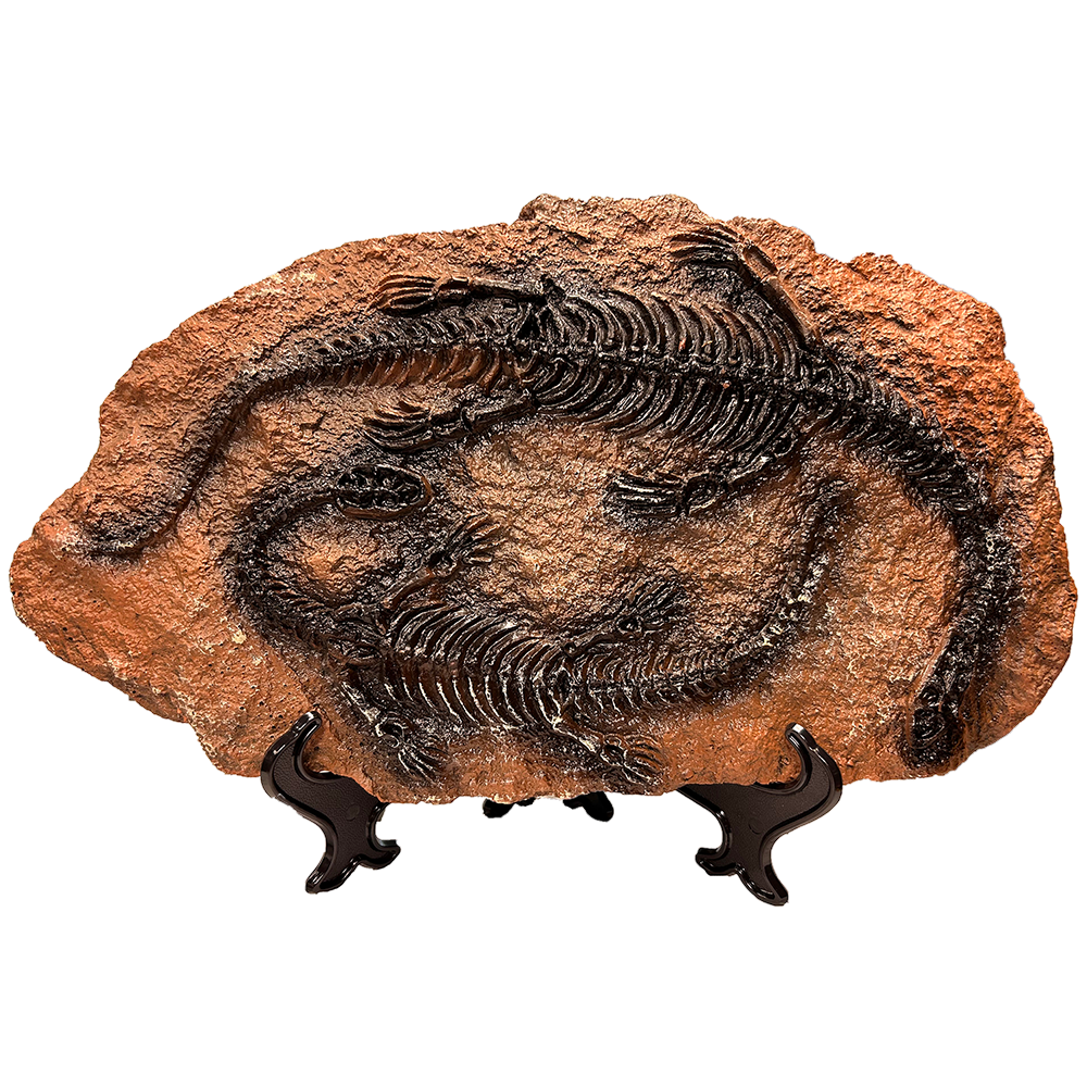 Texas Toy Distribution – wholesale Decorative figurine – Dinosaur Prehistoric Skeleton Plaque w/ Holder, 4 Dinosaurs3