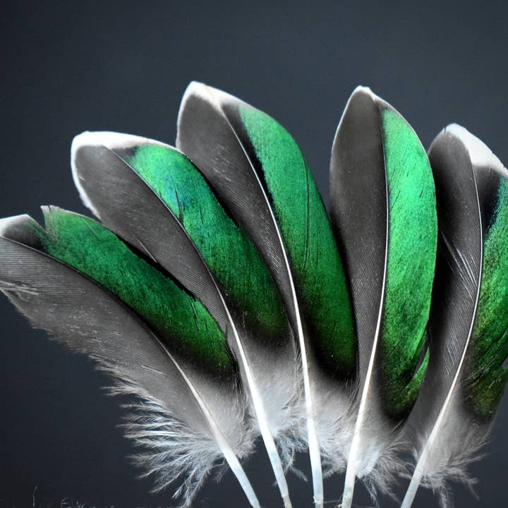 Duck feathers for wholesale by Plumes Naturelles