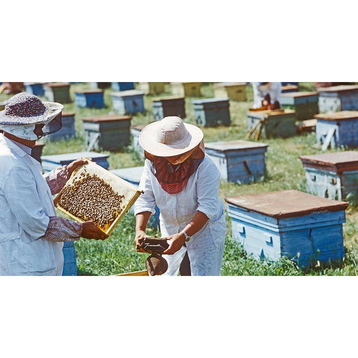 Zayti L.T.D.M - Wholesale Honey - Wild Rosehip Honey from Russia 100% natural - jar of4