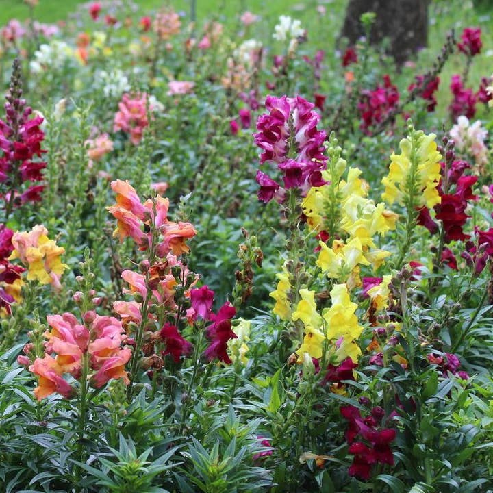 Sow True Seed - Wholesale Plant Seeds - Snapdragon Seeds - Tetra Mix3