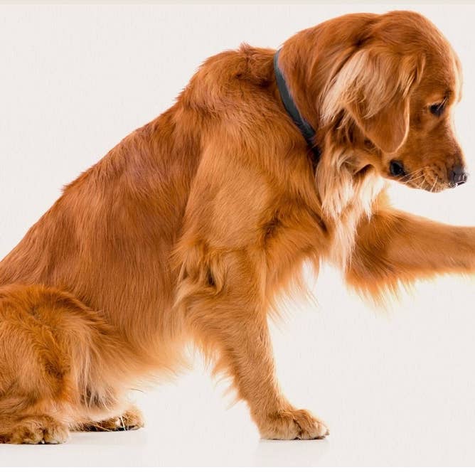 Live Pawsitive - Wholesale Pet Treats - Dog - Chicken Breast Bite4