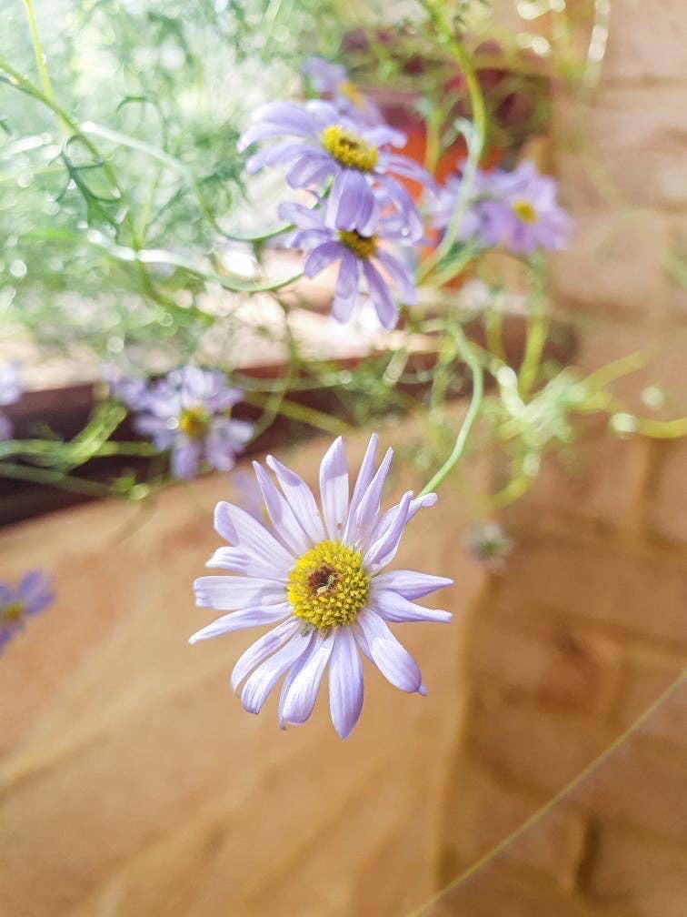 Paper and Bloom - Wholesale Everyday greeting card - Perth city4