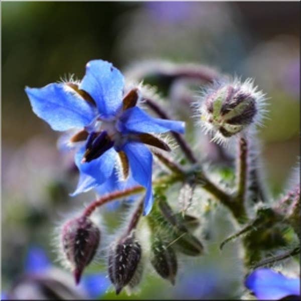 4E Cosmétique Bio - Wholesale Bath/Body Oil - Organic French Borage Oil 50ml1