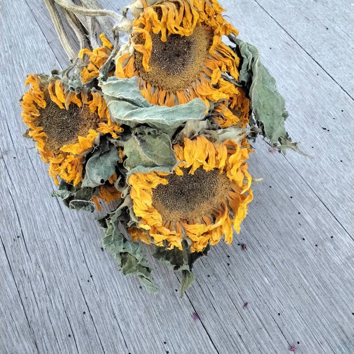 Alissas Flower Farm - Wholesale Dried/Pressed Flowers - Dried Sunflowers1