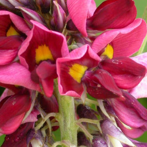 Kudzu Fragrance Oil for wholesale by Heavenly Scents