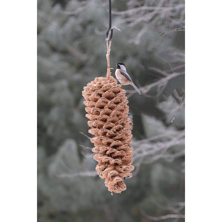 Mr Bird - Wholesale Ornament - Giant Pine Cone