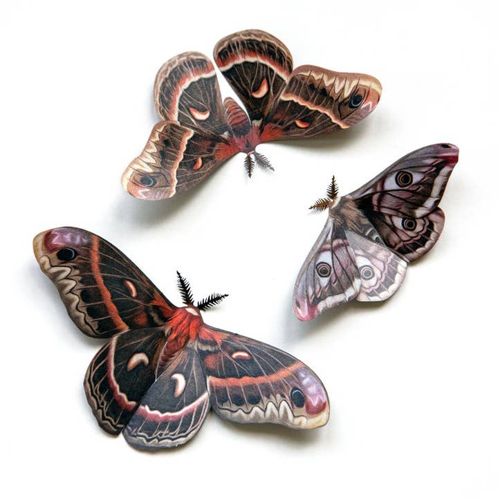 Moth and Myth - Vendita all'ingrosso Ritagli - Set falena Cecropia 'Autumn'