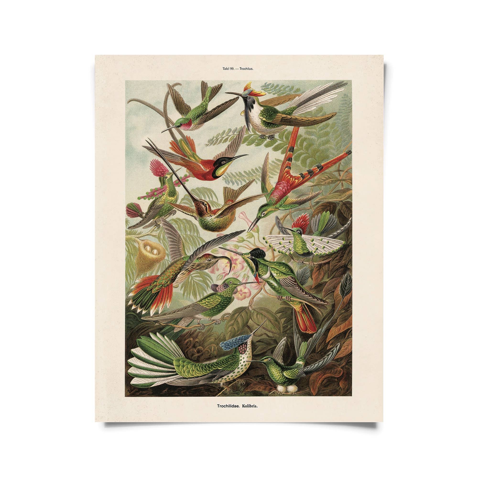 Curious Prints - Wholesale Art Print - Vintage Haeckel Hummingbirds Print w/ optional frame