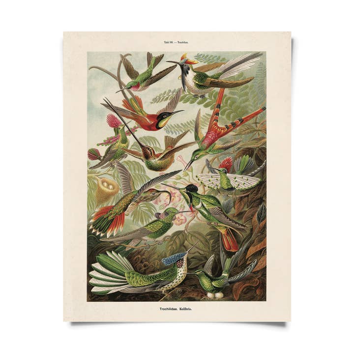 Vintage Haeckel Hummingbirds Print w/ optional frame for wholesale by Curious Prints