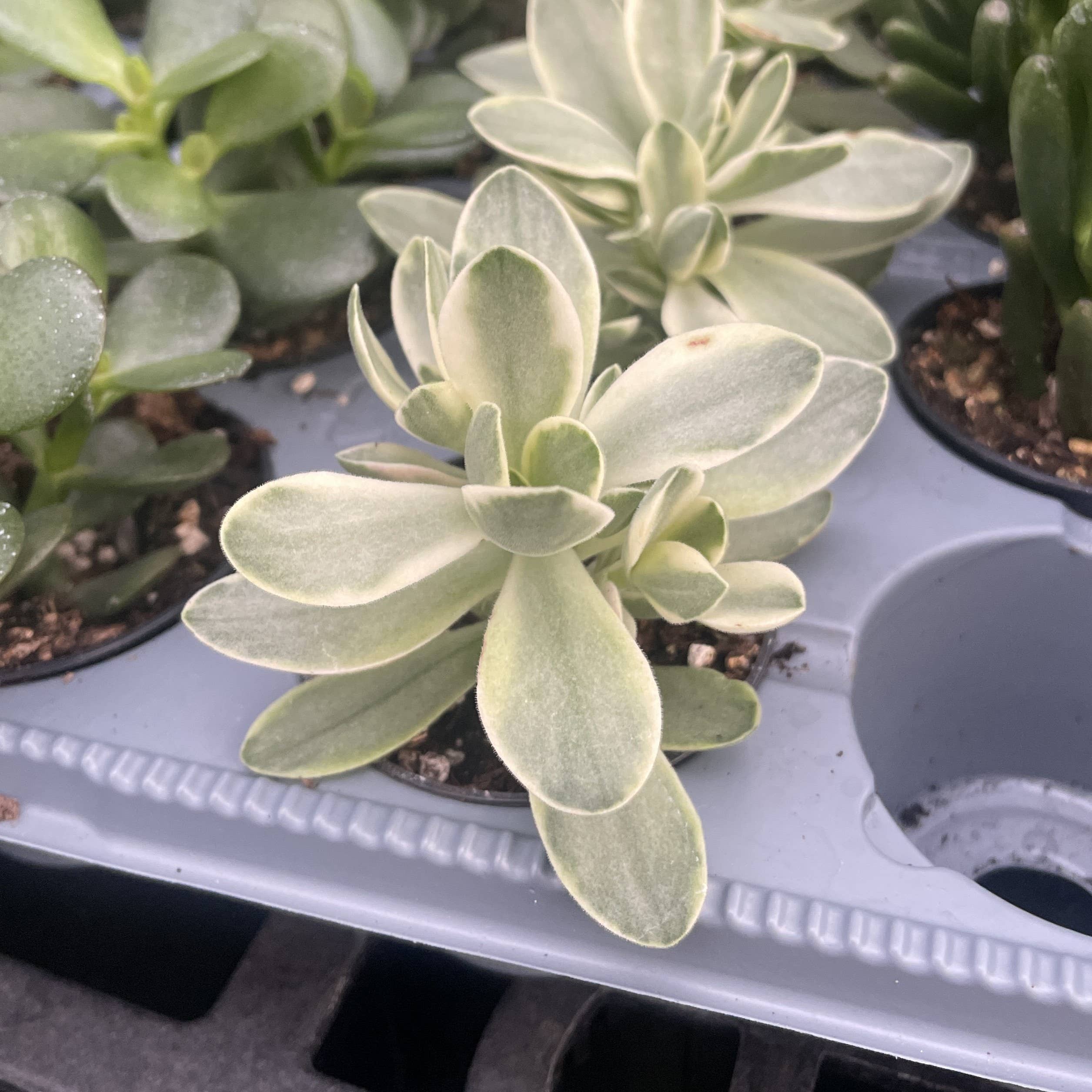 Thorsen's Greenhouse - Wholesale Succulent - Variegated 'Money Maker' Jade Plant -  2" Live Plant4