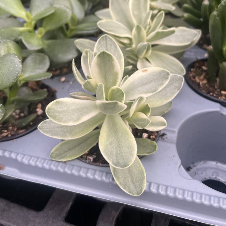 Thorsen's Greenhouse - Wholesale Succulent - Variegated 'Money Maker' Jade Plant - 2" Live Plant4