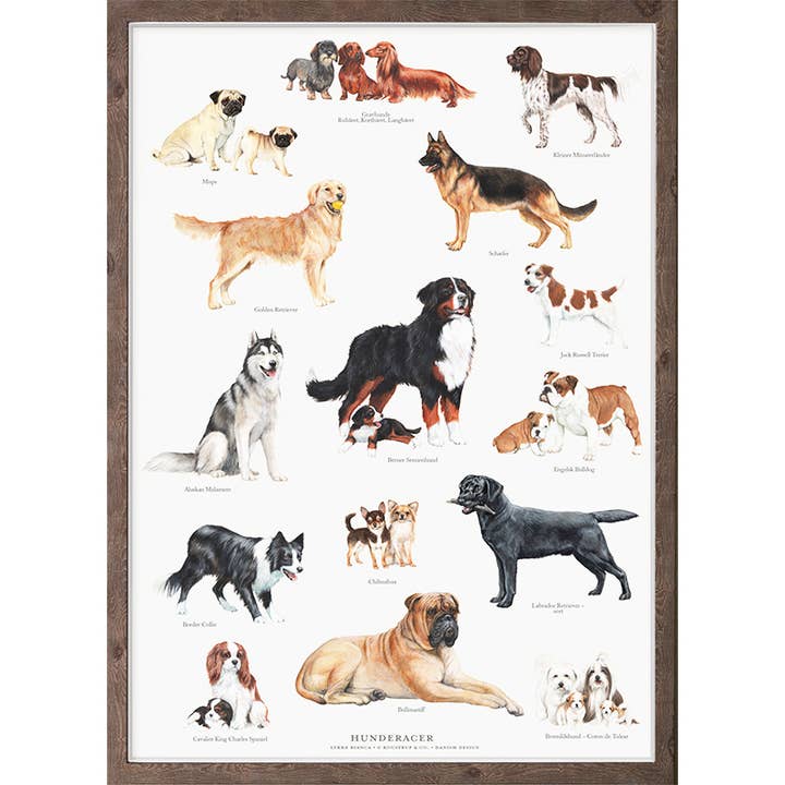 Koustrupco - Wholesale Poster - Poser A4 Dogbreeds1